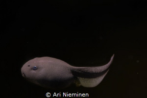 The Young Prince by Ari Nieminen 